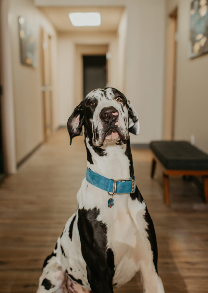 Duke, the emotional support animal